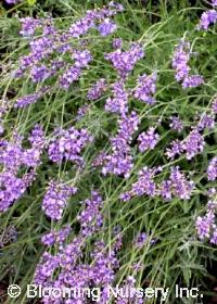 Lavandula angustifolia 'Royal Velvet'